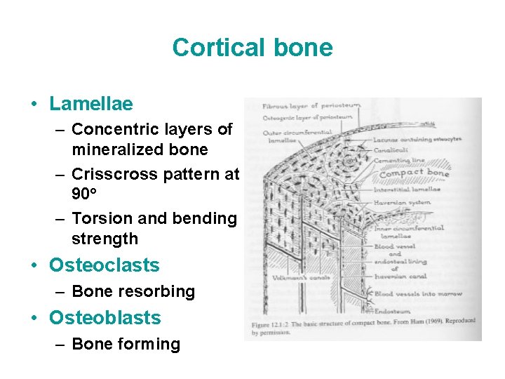 Cortical bone • Lamellae – Concentric layers of mineralized bone – Crisscross pattern at