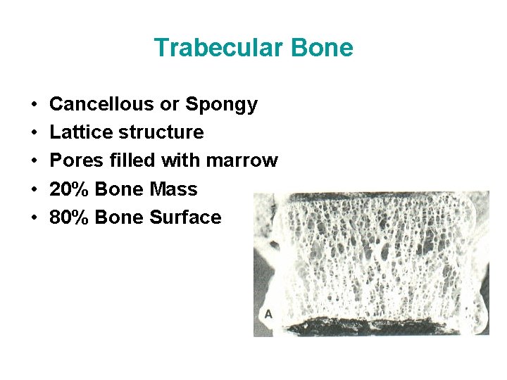 Trabecular Bone • • • Cancellous or Spongy Lattice structure Pores filled with marrow