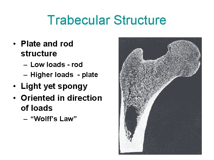 Trabecular Structure • Plate and rod structure – Low loads - rod – Higher
