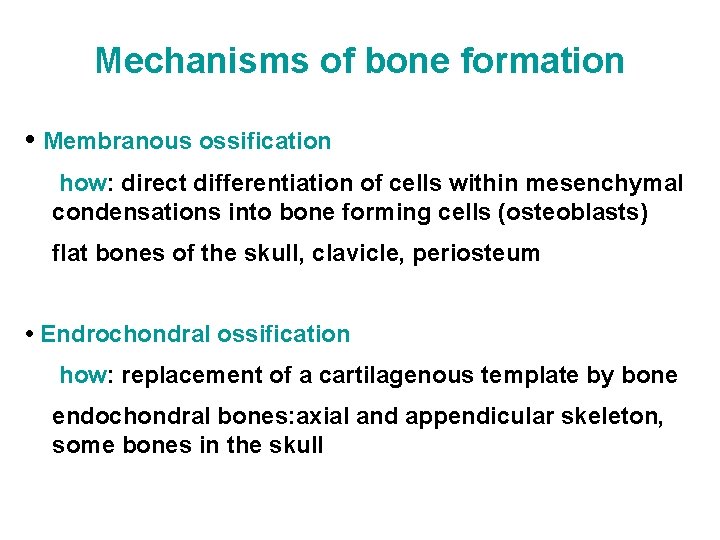 Mechanisms of bone formation • Membranous ossification how: direct differentiation of cells within mesenchymal