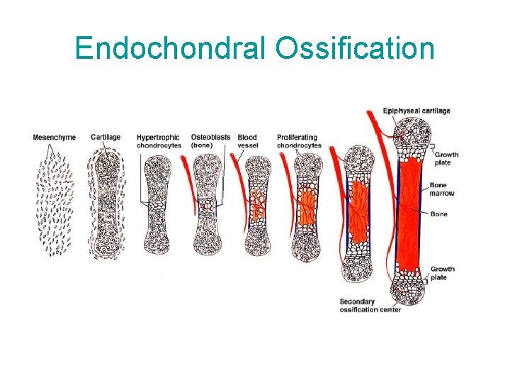 Endochondral Ossification 