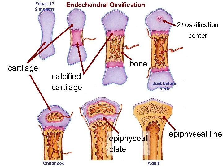 Fetus: 1 st 2 months Endochondral Ossification 2 o ossification center cartilage bone calcified