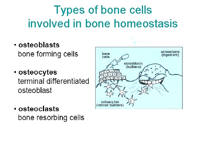 Types of bone cells involved in bone homeostasis 