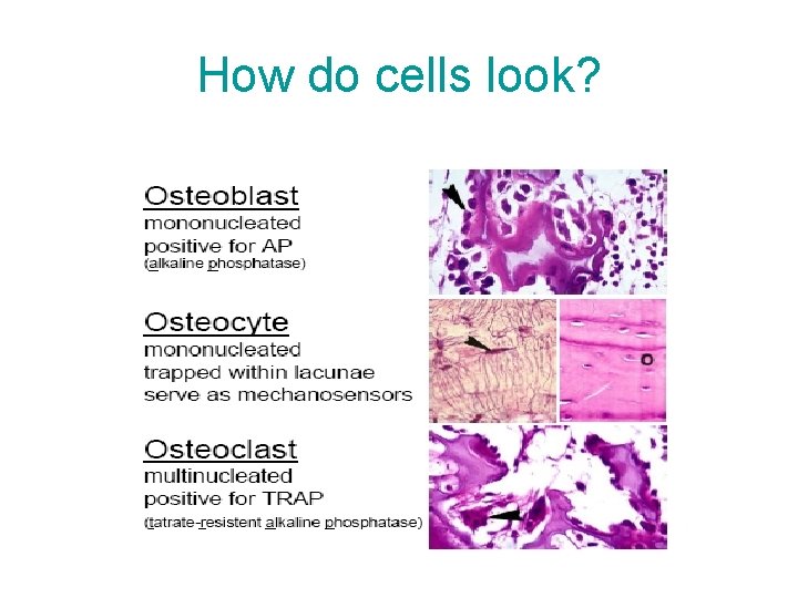 How do cells look? 