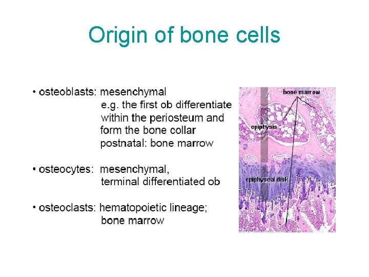 Origin of bone cells 