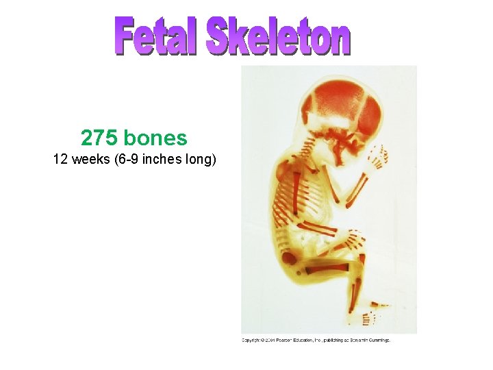 275 bones 12 weeks (6 -9 inches long) 