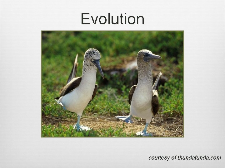 Evolution courtesy of thundafunda. com 