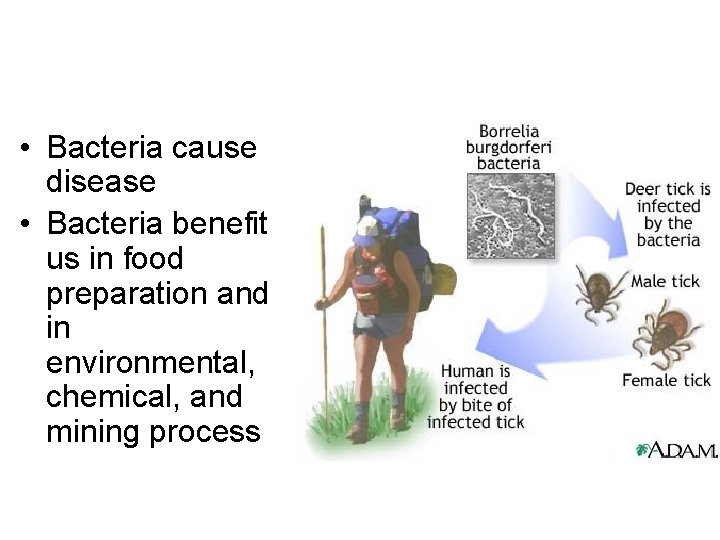  • Bacteria cause disease • Bacteria benefit us in food preparation and in