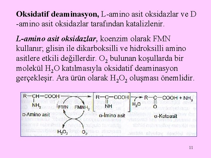 Oksidatif deaminasyon, L-amino asit oksidazlar ve D -amino asit oksidazlar tarafından katalizlenir. L-amino asit