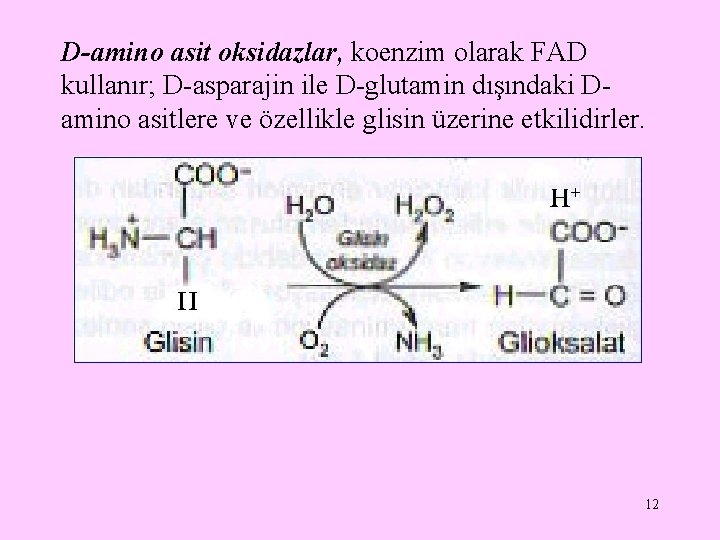 D-amino asit oksidazlar, koenzim olarak FAD kullanır; D-asparajin ile D-glutamin dışındaki Damino asitlere ve