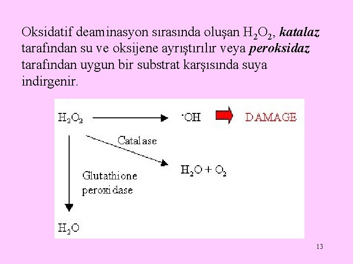 Oksidatif deaminasyon sırasında oluşan H 2 O 2, katalaz tarafından su ve oksijene ayrıştırılır