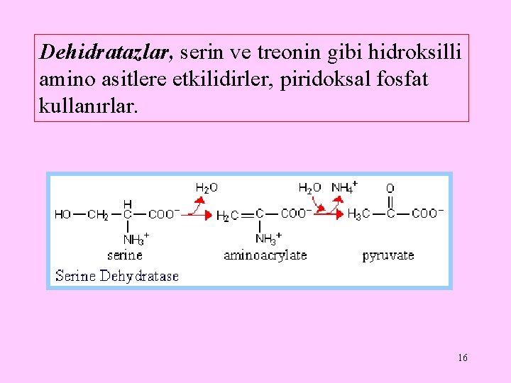 Dehidratazlar, serin ve treonin gibi hidroksilli amino asitlere etkilidirler, piridoksal fosfat kullanırlar. 16 