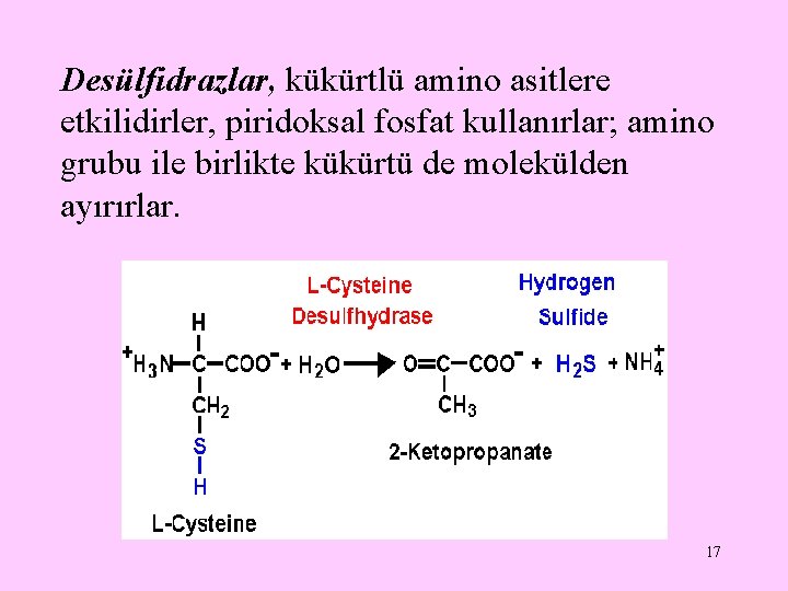 Desülfidrazlar, kükürtlü amino asitlere etkilidirler, piridoksal fosfat kullanırlar; amino grubu ile birlikte kükürtü de