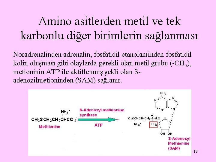 Amino asitlerden metil ve tek karbonlu diğer birimlerin sağlanması Noradrenalinden adrenalin, fosfatidil etanolaminden fosfatidil