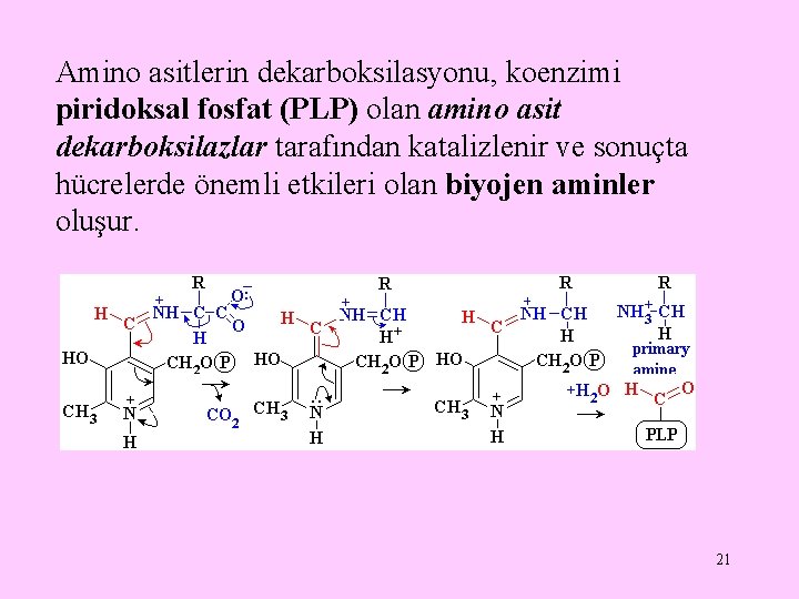 Amino asitlerin dekarboksilasyonu, koenzimi piridoksal fosfat (PLP) olan amino asit dekarboksilazlar tarafından katalizlenir ve