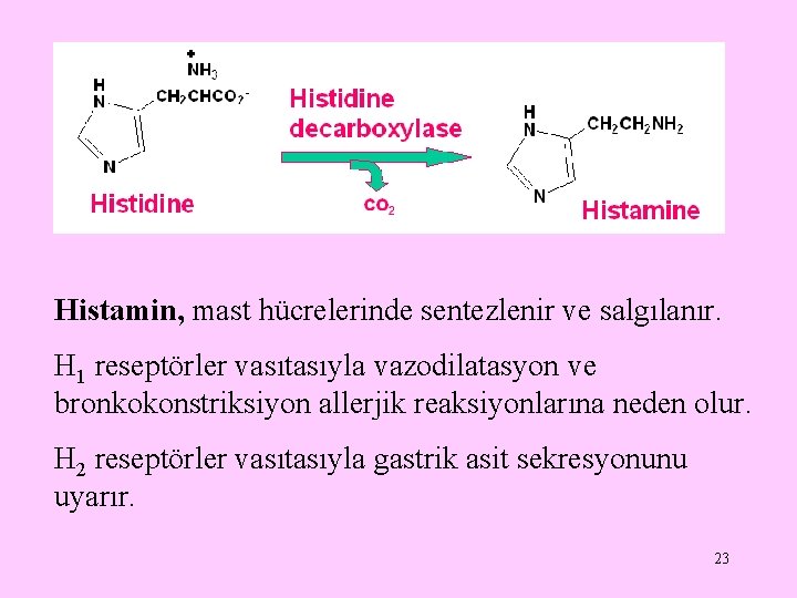 Histamin, mast hücrelerinde sentezlenir ve salgılanır. H 1 reseptörler vasıtasıyla vazodilatasyon ve bronkokonstriksiyon allerjik