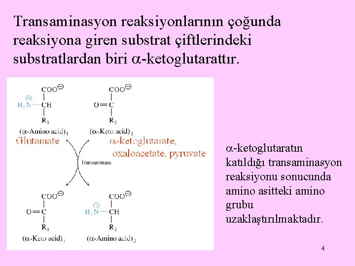 Transaminasyon reaksiyonlarının çoğunda reaksiyona giren substrat çiftlerindeki substratlardan biri -ketoglutarattır. -ketoglutaratın katıldığı transaminasyon reaksiyonu