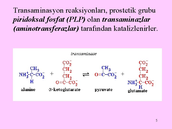 Transaminasyon reaksiyonları, prostetik grubu piridoksal fosfat (PLP) olan transaminazlar (aminotransferazlar) tarafından katalizlenirler. 5 