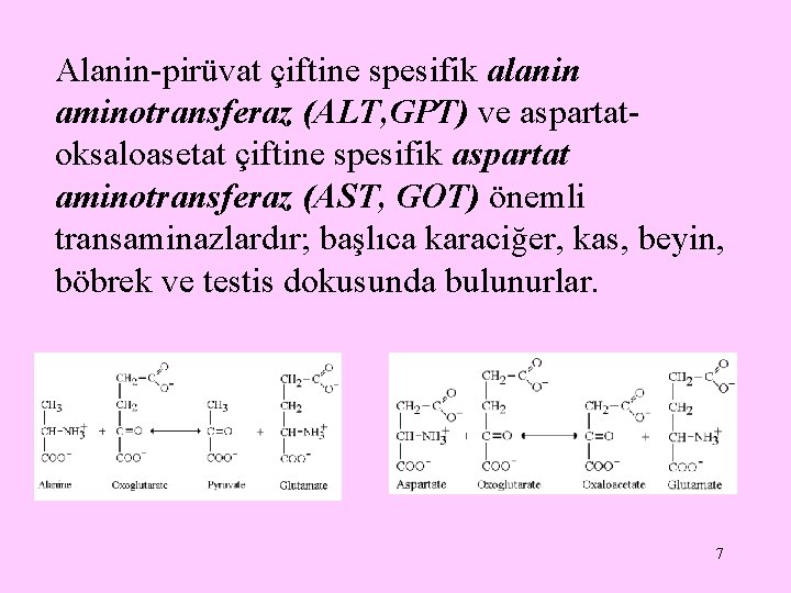 Alanin-pirüvat çiftine spesifik alanin aminotransferaz (ALT, GPT) ve aspartatoksaloasetat çiftine spesifik aspartat aminotransferaz (AST,