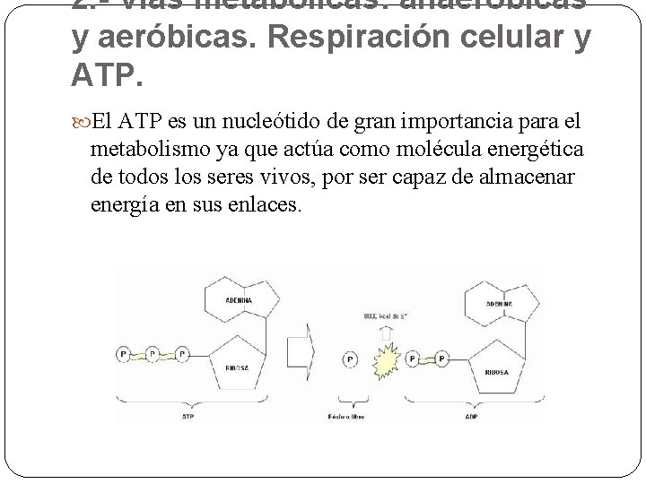 2. - Vías metabólicas: anaeróbicas y aeróbicas. Respiración celular y ATP. El ATP es