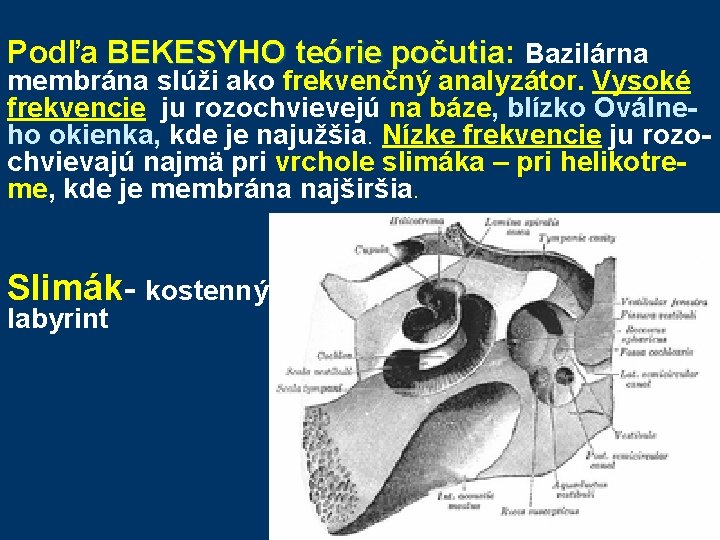 Podľa BEKESYHO teórie počutia: BEKESYHO teórie počutia Bazilárna membrána slúži ako frekvenčný analyzátor. Vysoké Podľa BEKESYHO teórie počutia: BEKESYHO teórie počutia Bazilárna membrána slúži ako frekvenčný analyzátor. Vysoké