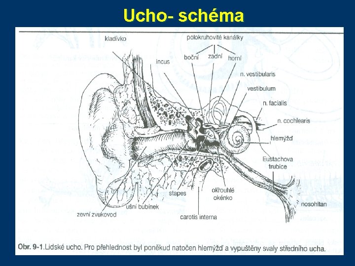 Ucho- schéma 