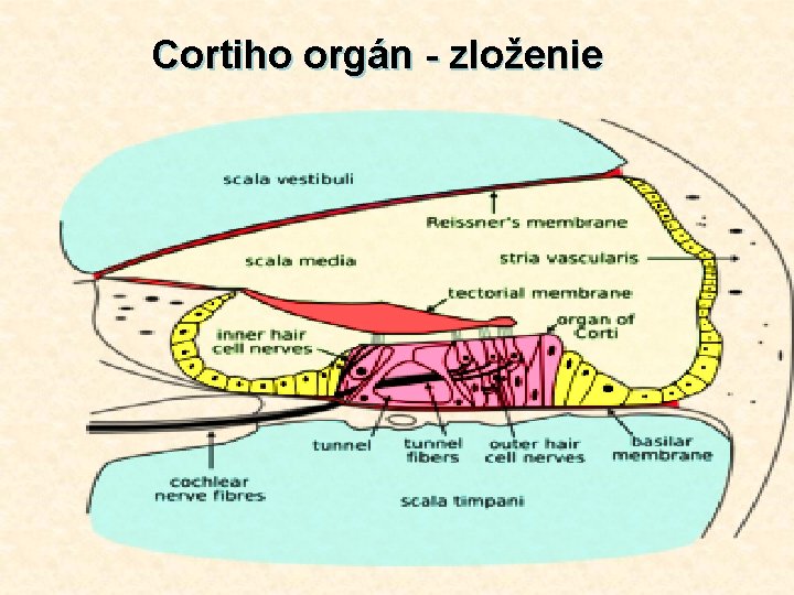 Cortiho orgán - zloženie 