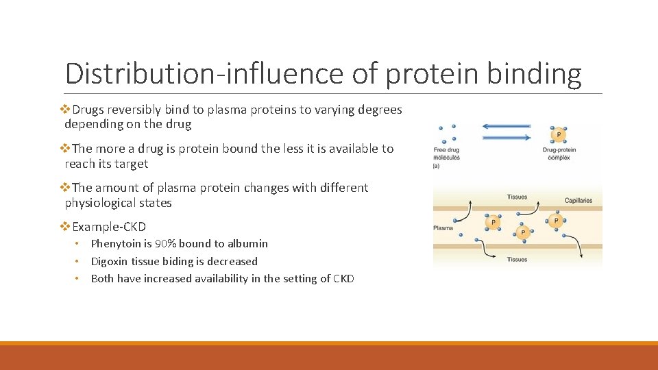 Distribution-influence of protein binding v. Drugs reversibly bind to plasma proteins to varying degrees