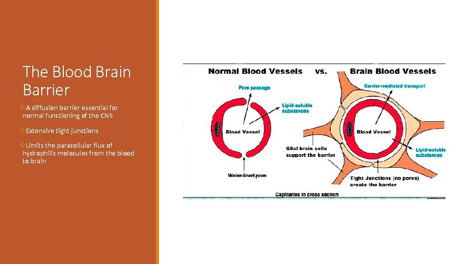 The Blood Brain Barrier v. A diffusion barrier essential for normal functioning of the