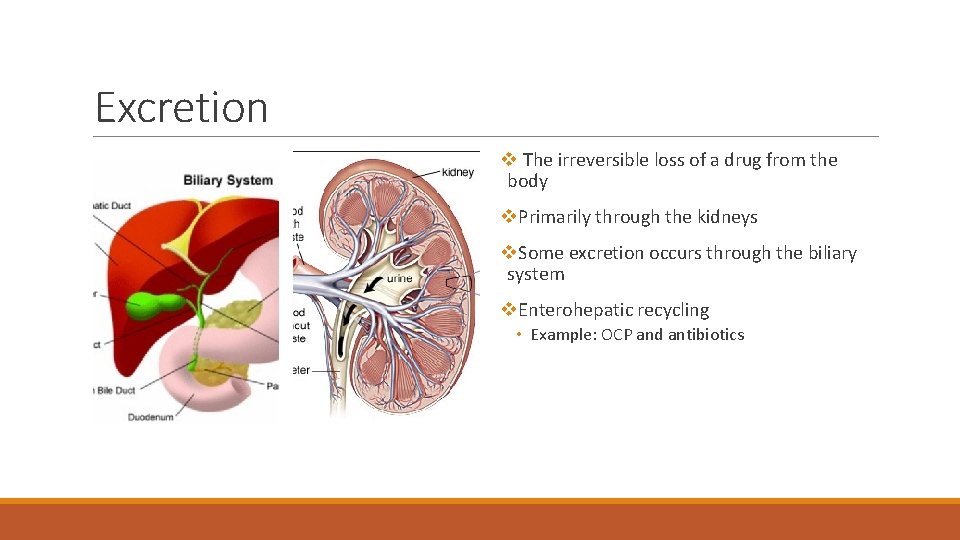 Excretion v The irreversible loss of a drug from the body v. Primarily through