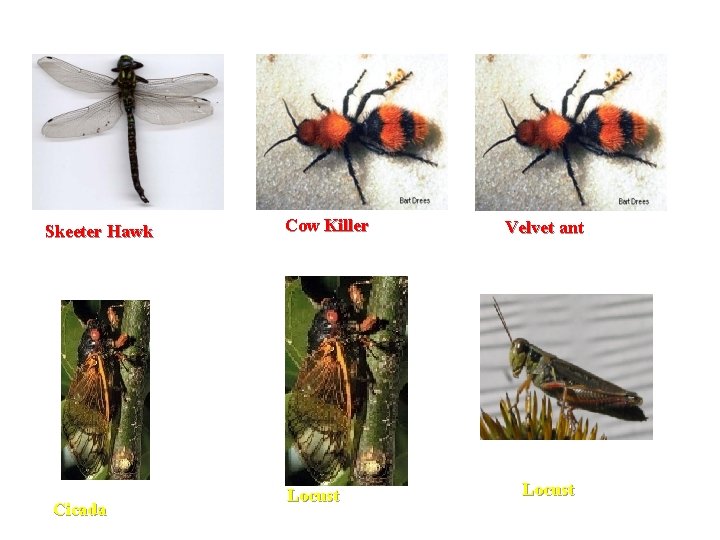 Skeeter Hawk Cicada Cow Killer Locust Velvet ant Locust 