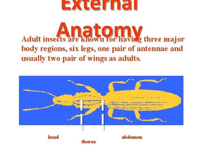 External Anatomy Adult insects are known for having three major body regions, six legs,