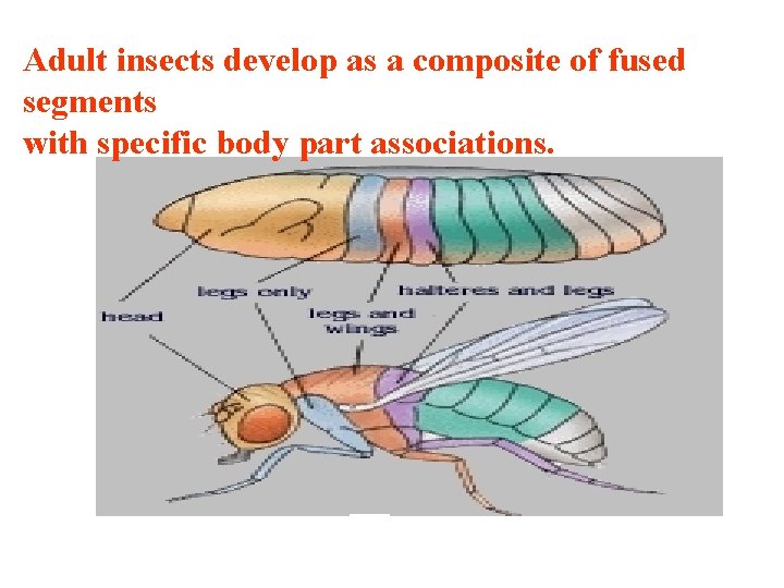Adult insects develop as a composite of fused segments with specific body part associations.