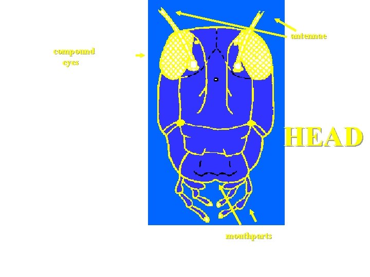 antennae compound eyes The first body region is the head. Insect heads can be