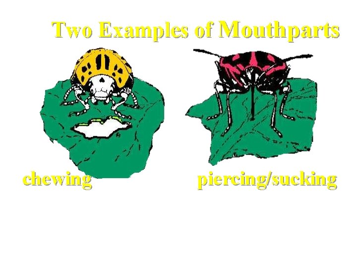 Two Examples of Mouthparts chewing piercing/sucking Insect mouthparts are also highly modified for the
