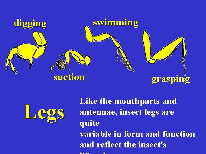 swimming digging suction Legs grasping Like the mouthparts and antennae, insect legs are quite