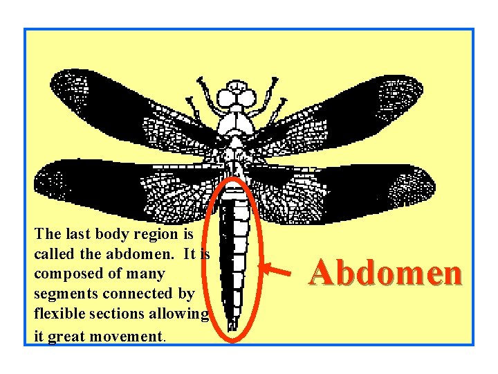 The last body region is called the abdomen. It is composed of many segments