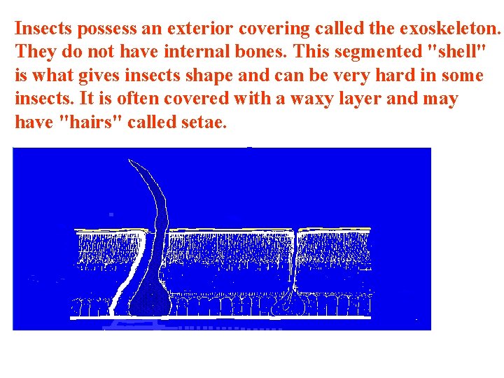 Insects possess an exterior covering called the exoskeleton. They do not have internal bones.