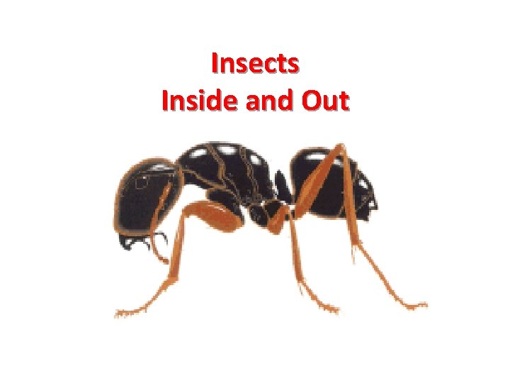 Insects Inside and Out 