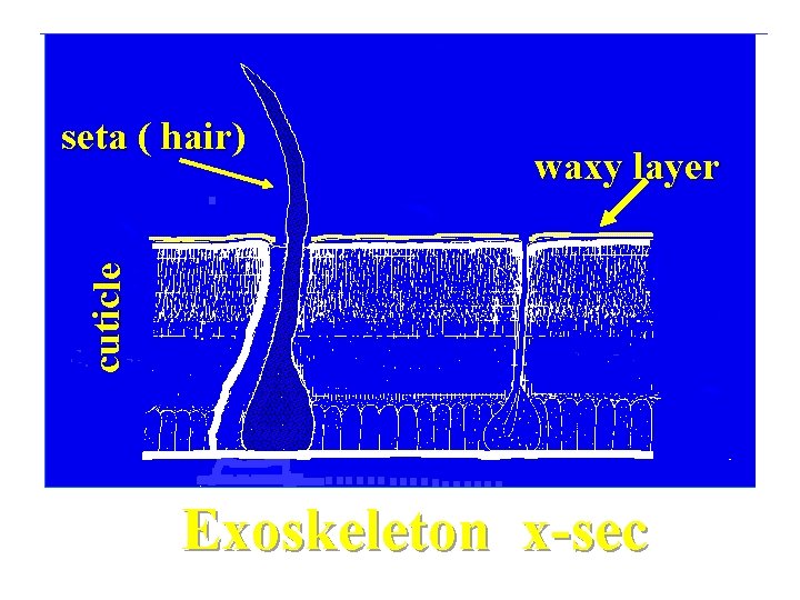 waxy layer cuticle seta ( hair) hair Exoskeleton x-sec 