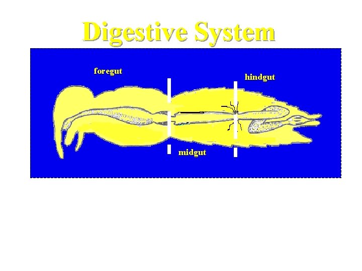 Digestive System foregut hindgut Digestive sys midgut The digestive system is a tube that