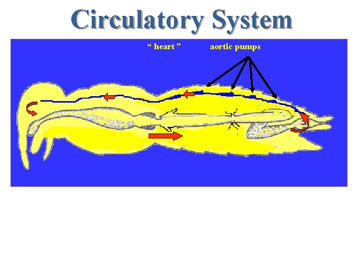 Circulatory System “ heart ” aortic pumps Circ system The circulatory system is not