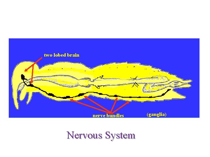 two lobed brain Nervous system nerve bundles Nervous System (ganglia) 