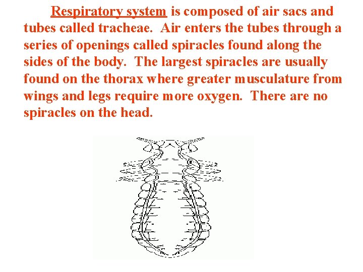 The Respiratory system is composed of air sacs and tubes called tracheae. Air enters