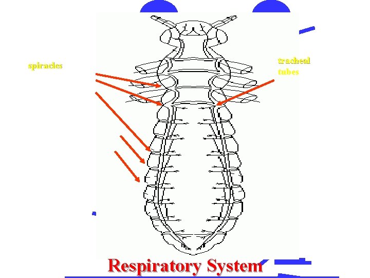 tracheal tubes spiracles Respiratory System 