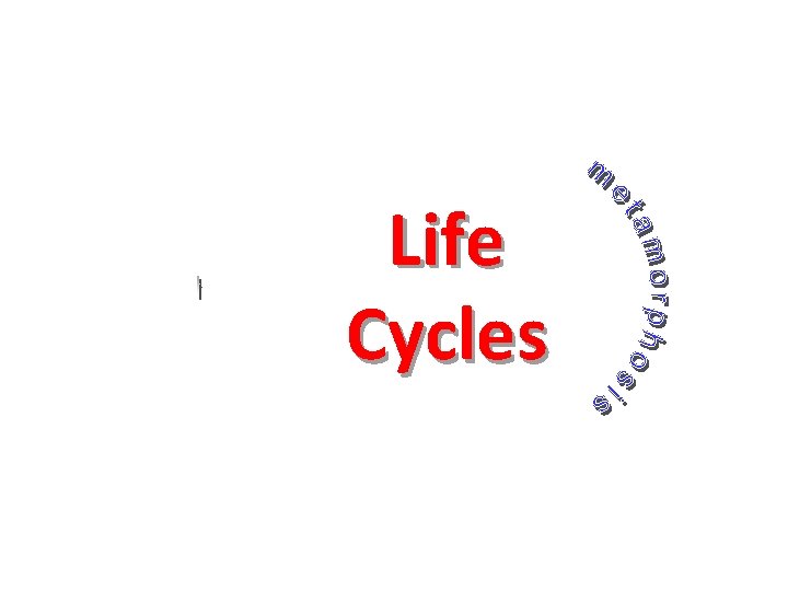 Life Cycles 