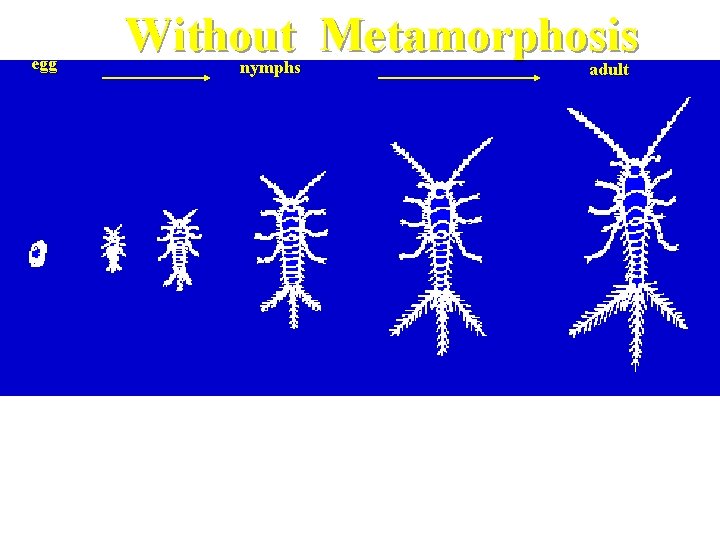 egg Without Metamorphosis nymphs adult Without meta The first type is "without" metamorphosis which