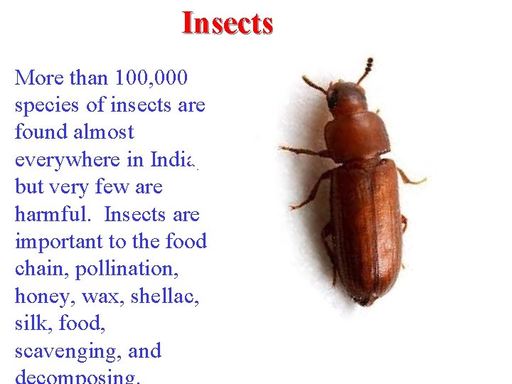 Insects More than 100, 000 species of insects are found almost everywhere in India,