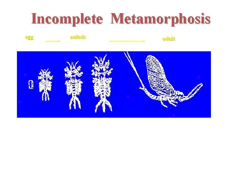 Incomplete Metamorphosis egg naiads adult Incomplete meta The second type is "incomplete" metamorphosis which