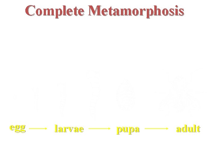 Complete Metamorphosis egg larvae pupa adult 